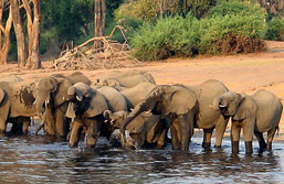 Sdafrika: Selbstfahrertour Sdafrika - Elefantenherde am Wasserloch