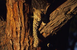 Sdafrika: Sdafrika aktiv - Leopard im Baum
